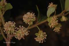 Litsea quinqueflora